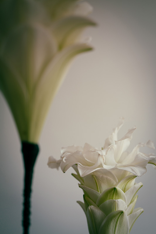 Photographe Design Art Floral Français